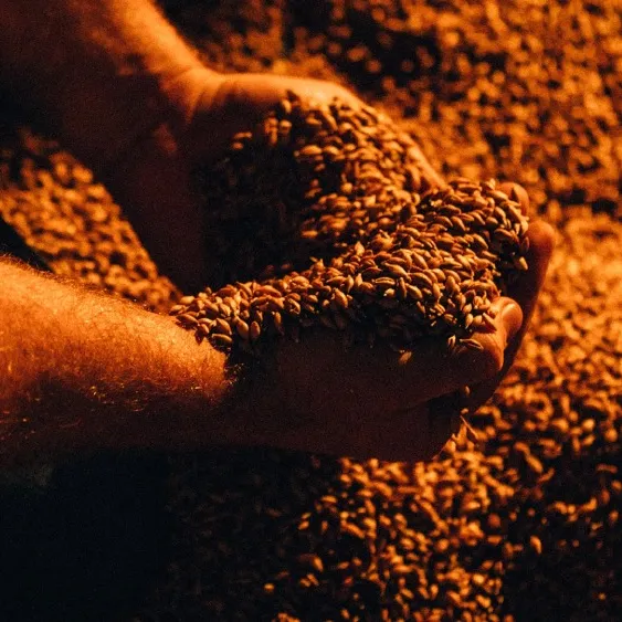 new whisky grains in hand