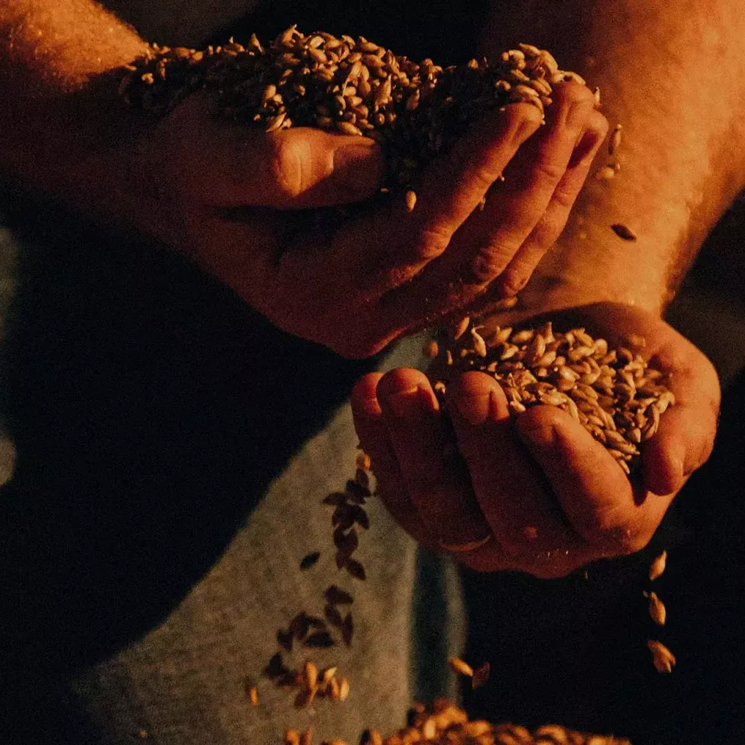 ardray story man holding grain